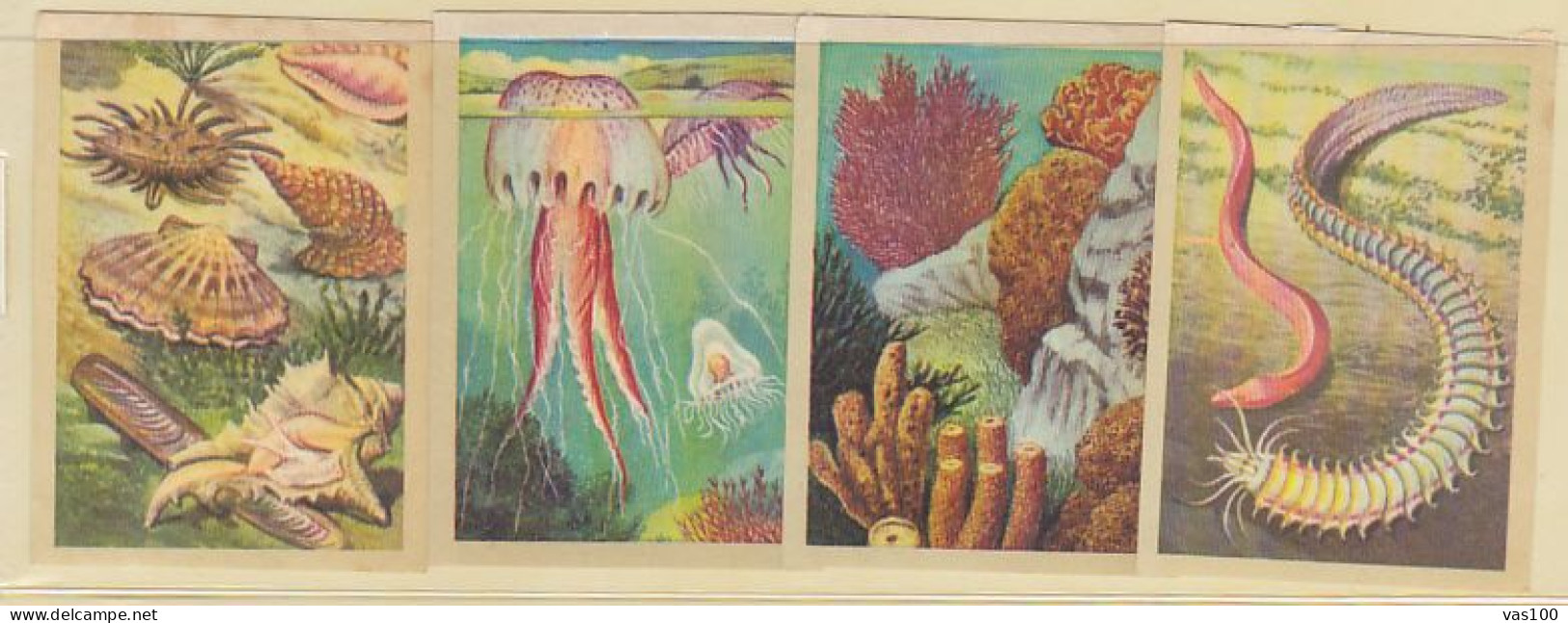 TRADE CARDS, CHOCOLATE, JACQUES, MARINE LIFE, CORALS AND INVERTEBRATES, 4X - Jacques