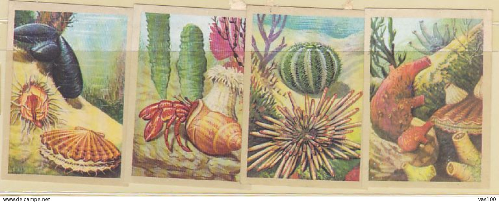 TRADE CARDS, CHOCOLATE, JACQUES, MARINE LIFE, CORALS AND INVERTEBRATES, 4X - Jacques