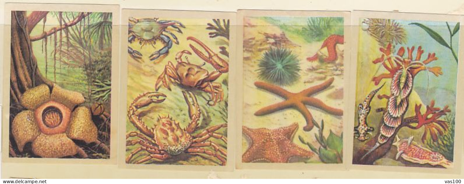 TRADE CARDS, CHOCOLATE, JACQUES, MARINE LIFE, CORALS AND INVERTEBRATES, 4X - Jacques