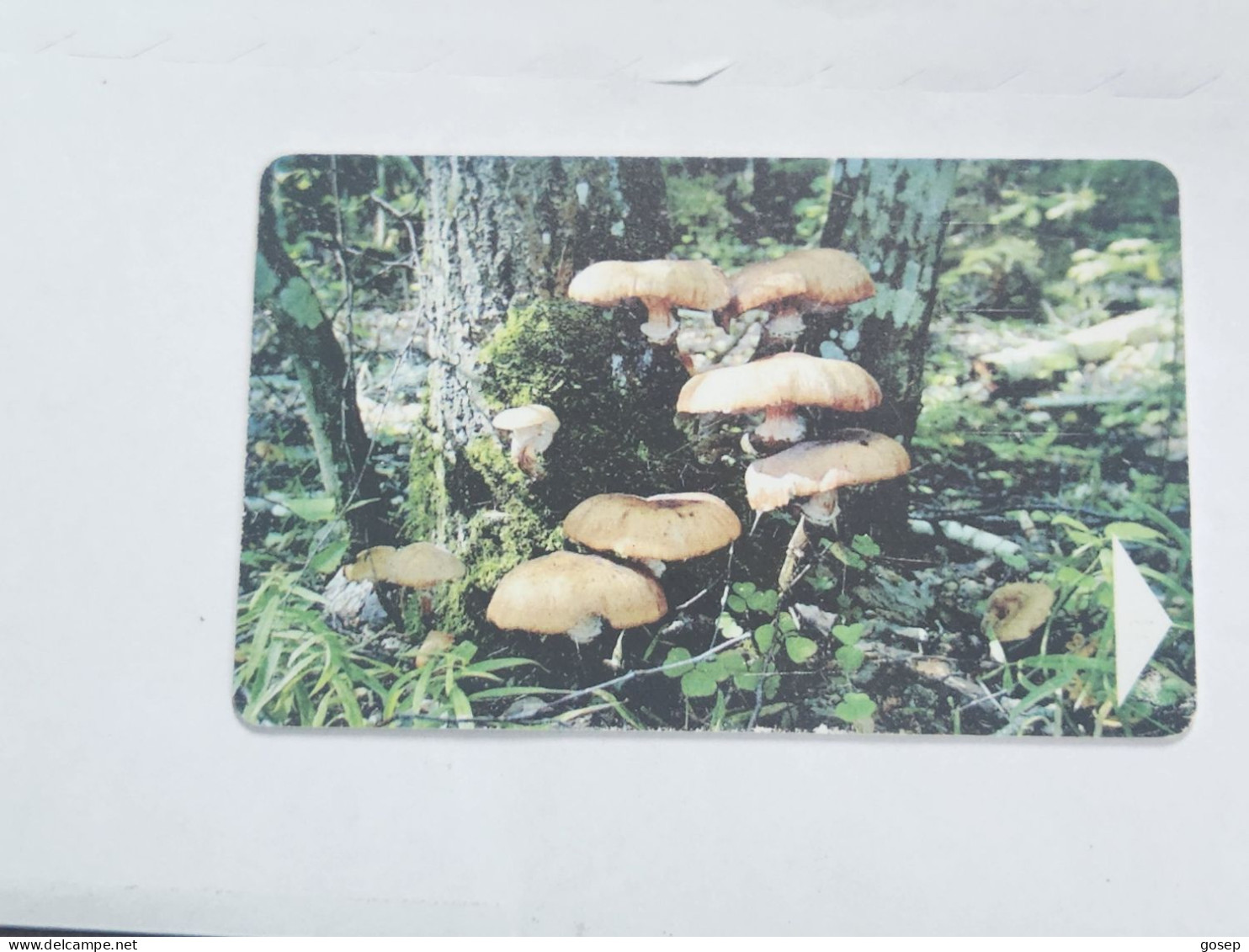 BELARUS-(BY-BLT-150)-Mushroom Armillaria-(129)(GOLD CHIP)(021262)(tirage-61.300)-used Card+1card Prepiad Free - Wit-Rusland