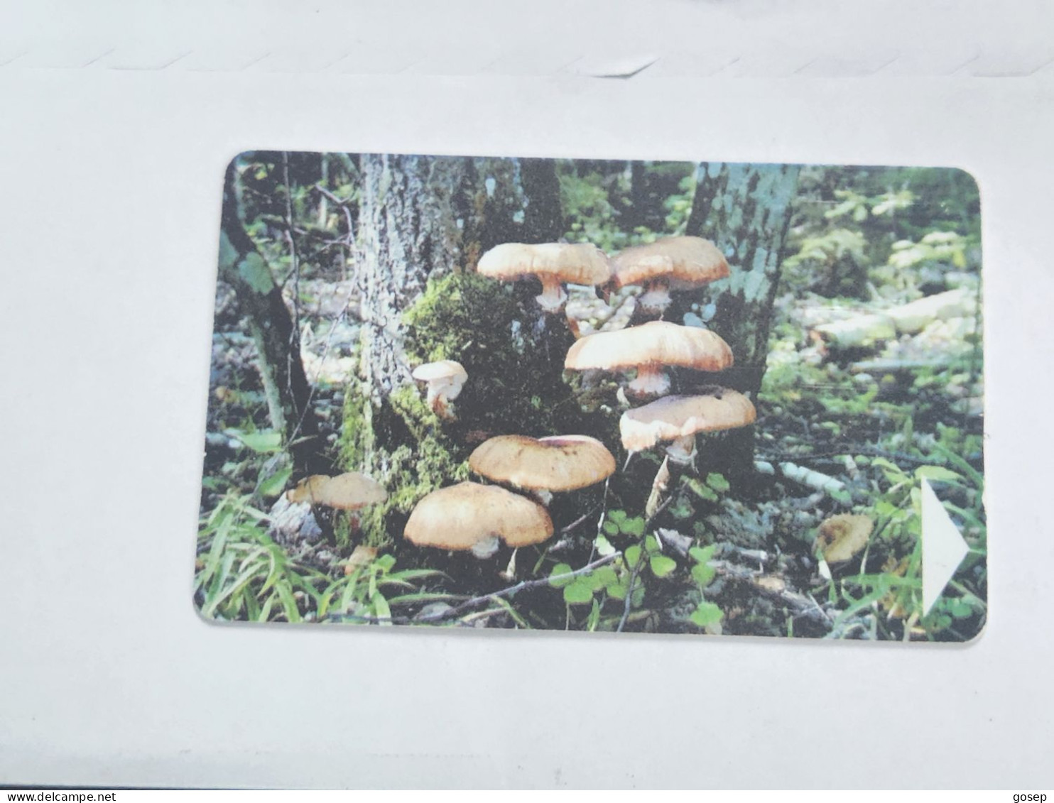 BELARUS-(BY-BLT-150)-Mushroom Armillaria-(130)(GOLD CHIP)(030986)(tirage-61.300)-used Card+1card Prepiad Free - Wit-Rusland