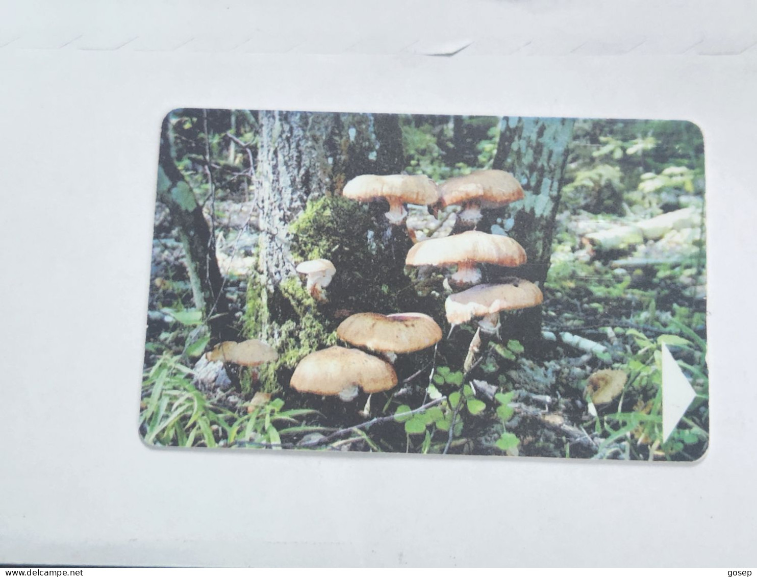 BELARUS-(BY-BLT-150)-Mushroom Armillaria-(130)(GOLD CHIP)(030986)(tirage-61.300)-used Card+1card Prepiad Free - Bielorussia