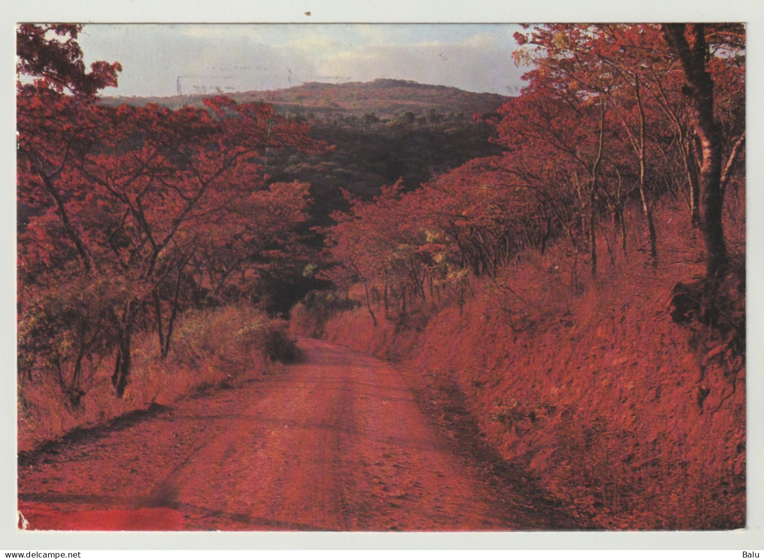 AK CPM Zimbabwe Msasa Trees, 1985 Postalisch Gelaufen, Siehe 3 Scans - Simbabwe