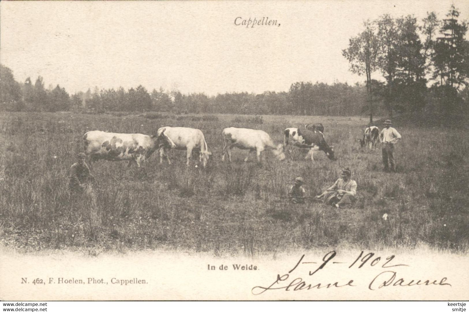 KAPELLEN 1902 IN DE WEIDE VEE KOEIEN EN MENSEN - MOOIE ANIMATIE - HOELEN 462 - Kapellen