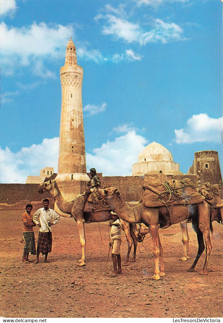 YÉMEN - Zabid - Halte Des Chameaux Aux Pieds De La Grande Mosquée - Colorisé - Carte Postale - Jemen