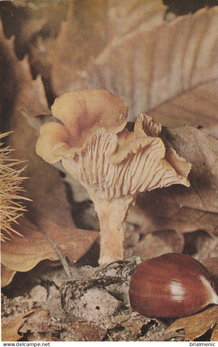 GIROLE - Champignons