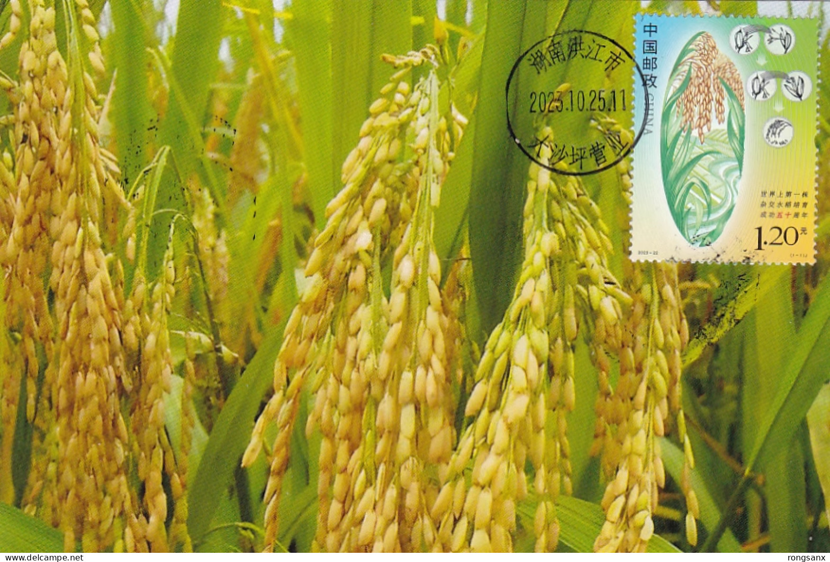 2023-22 CHINA Hybrid Rice Local MC-S - Cartes-maximum