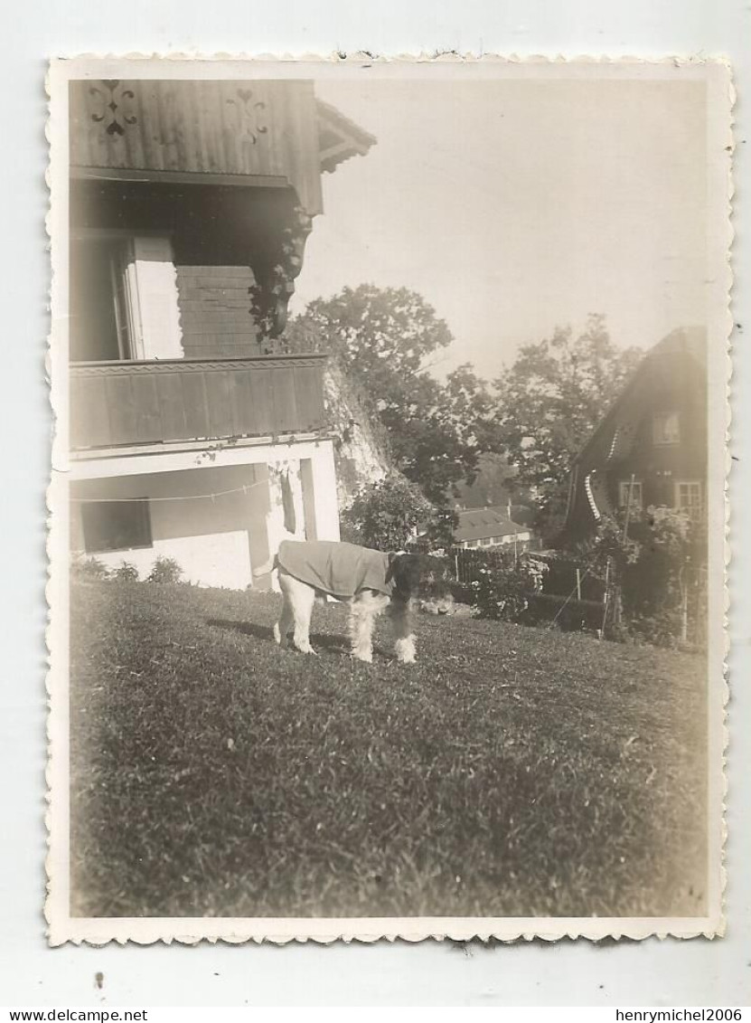 Photographie Chien Habit 1932 Lucerne  En Suisse Chalet Cachet Egli Luzern Photo 8,5x10,7 Cm Env - Orte