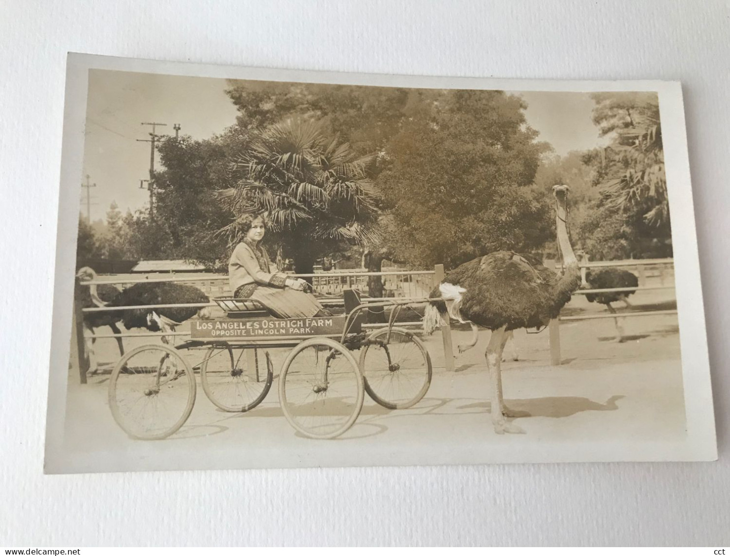 Los Angeles Ostrich Farm  Lincoln Heights, California, C.1920 - Los Angeles