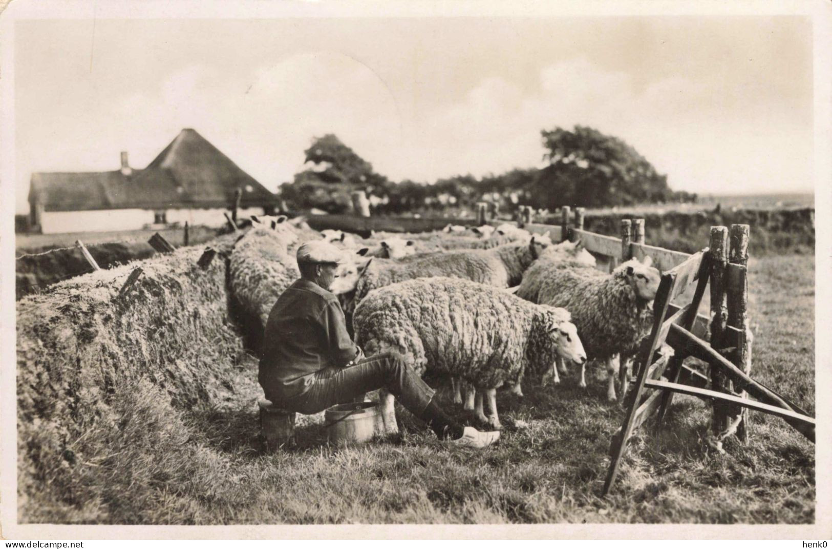 Texel Schapen Melken C3748 - Texel