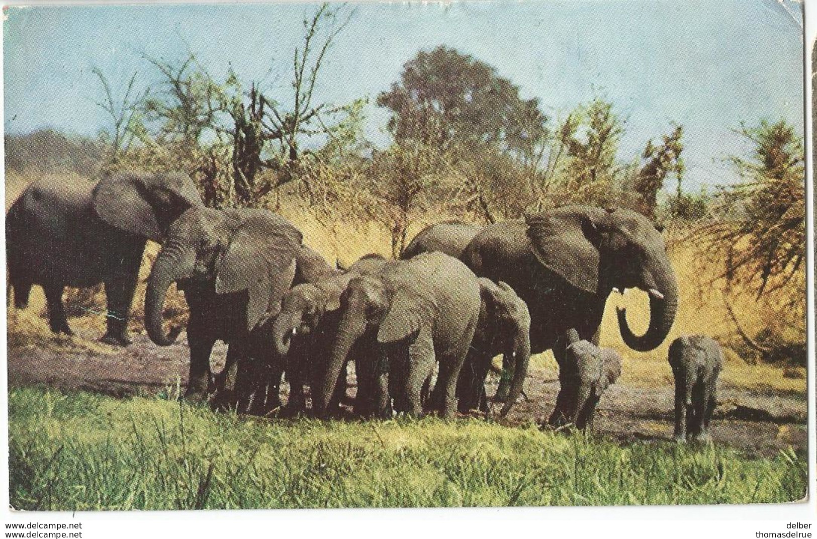 8Eb-482: 9D. RHODESISA AND NYSALAND > Bruxelles : HERD OF ELEFANT WANHIE GAME RESERVE: Air Mail - Nyassaland (1907-1953)