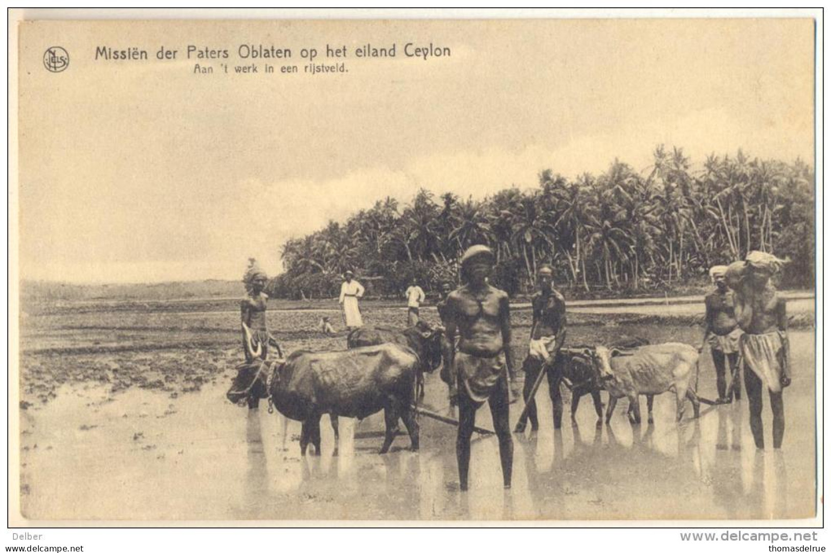 Pk281: Nels Missiën Der Paters Oblaten Op Het Eiland Ceylon  Aan Het Werk In Het Rijstveld - Sri Lanka (Ceylon)