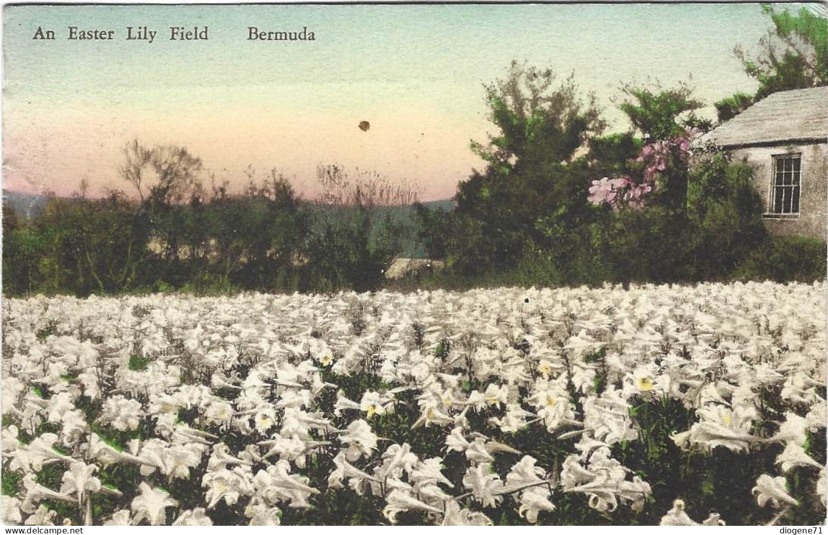 An Easter Lily Field Bermuda 1932 - Bermudes