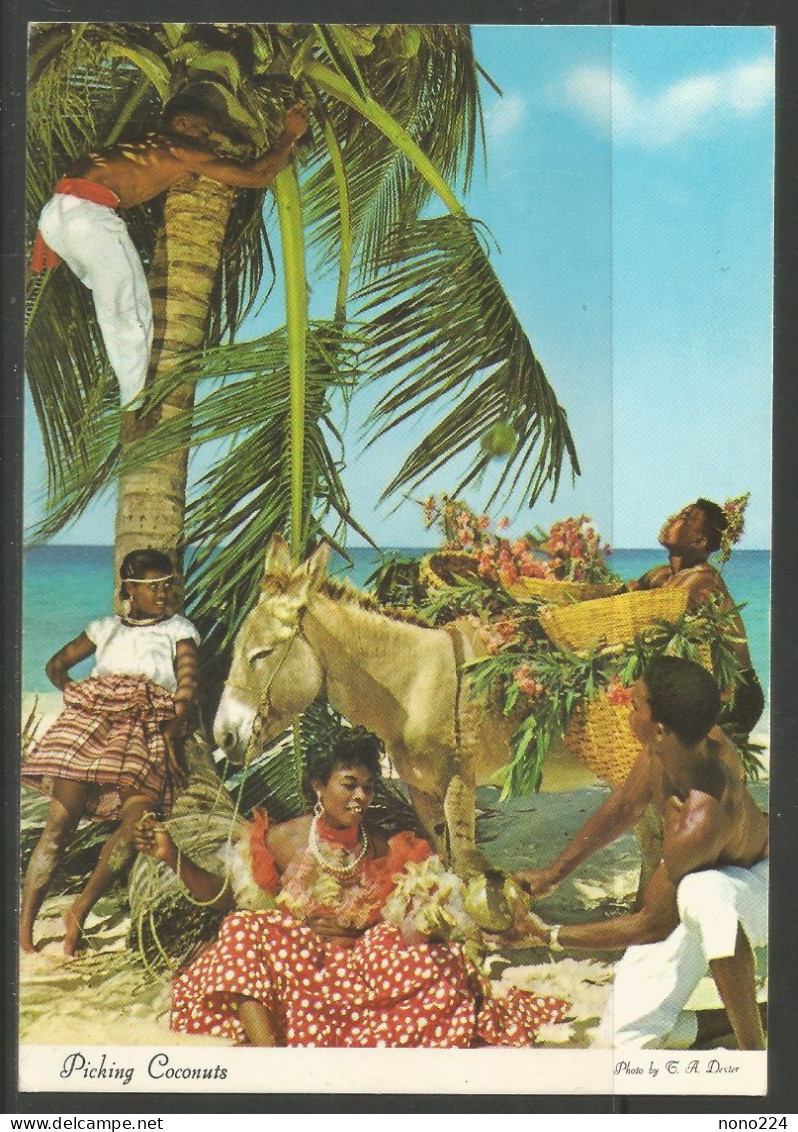 Carte P De 1979 ( Jamaïque ) - Jamaïque