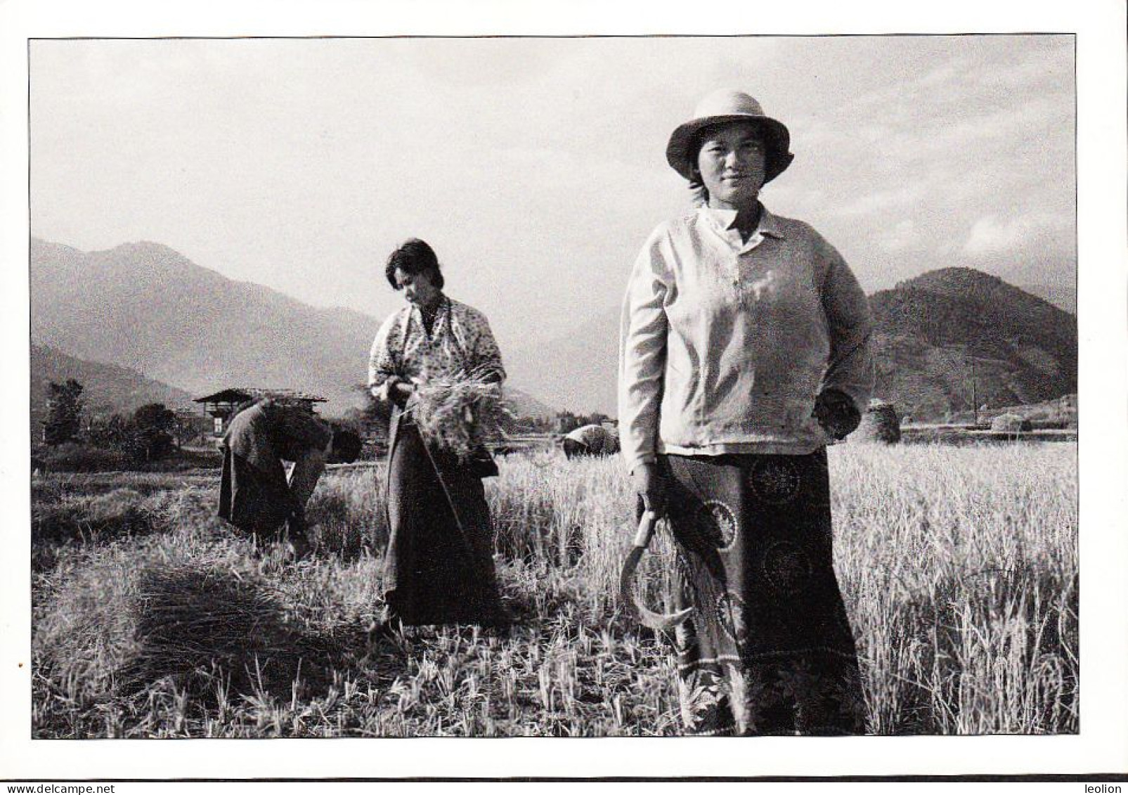 BHUTAN Women Harvesting Rice In Punakha 2004 Snowleopard / Wehrheim Picture Postcard BHOUTAN - Bhutan