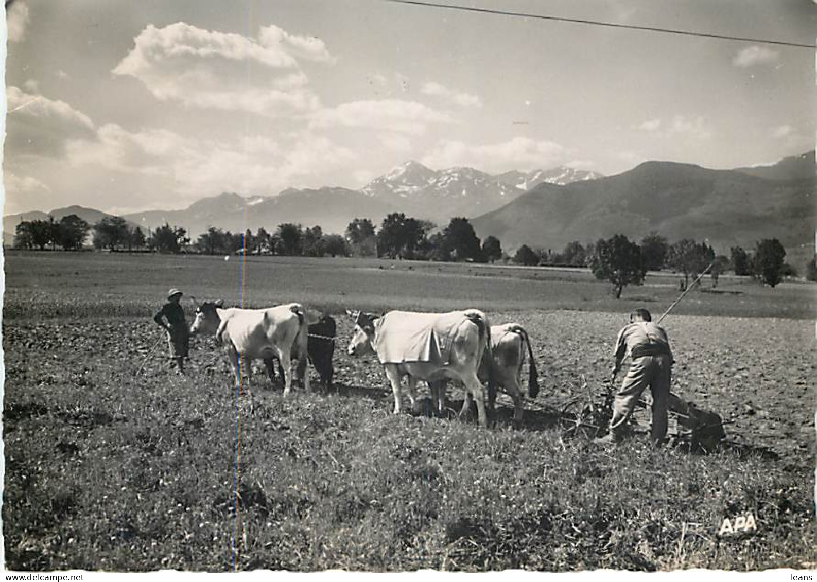 ATTELAGE - Scène De Labour En Bigorre - Attelages