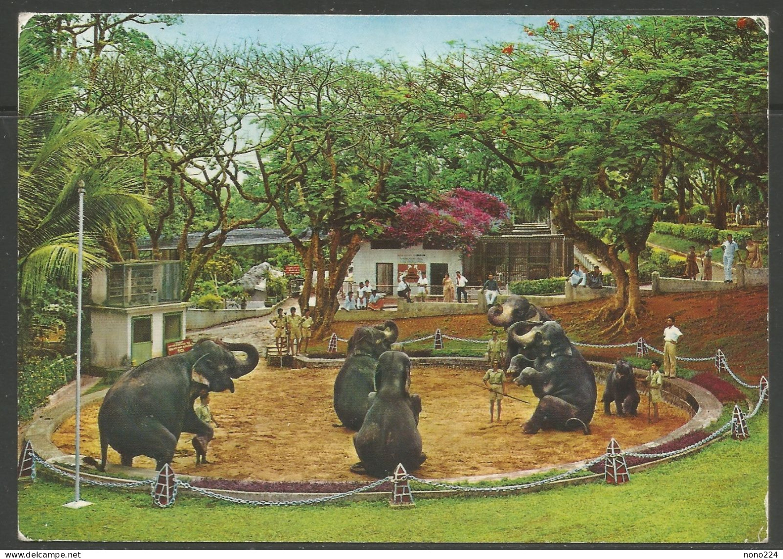 Carte P De 1972 ( Dehiwela Zoo / Elephant Circus ) - Sri Lanka (Ceylon)