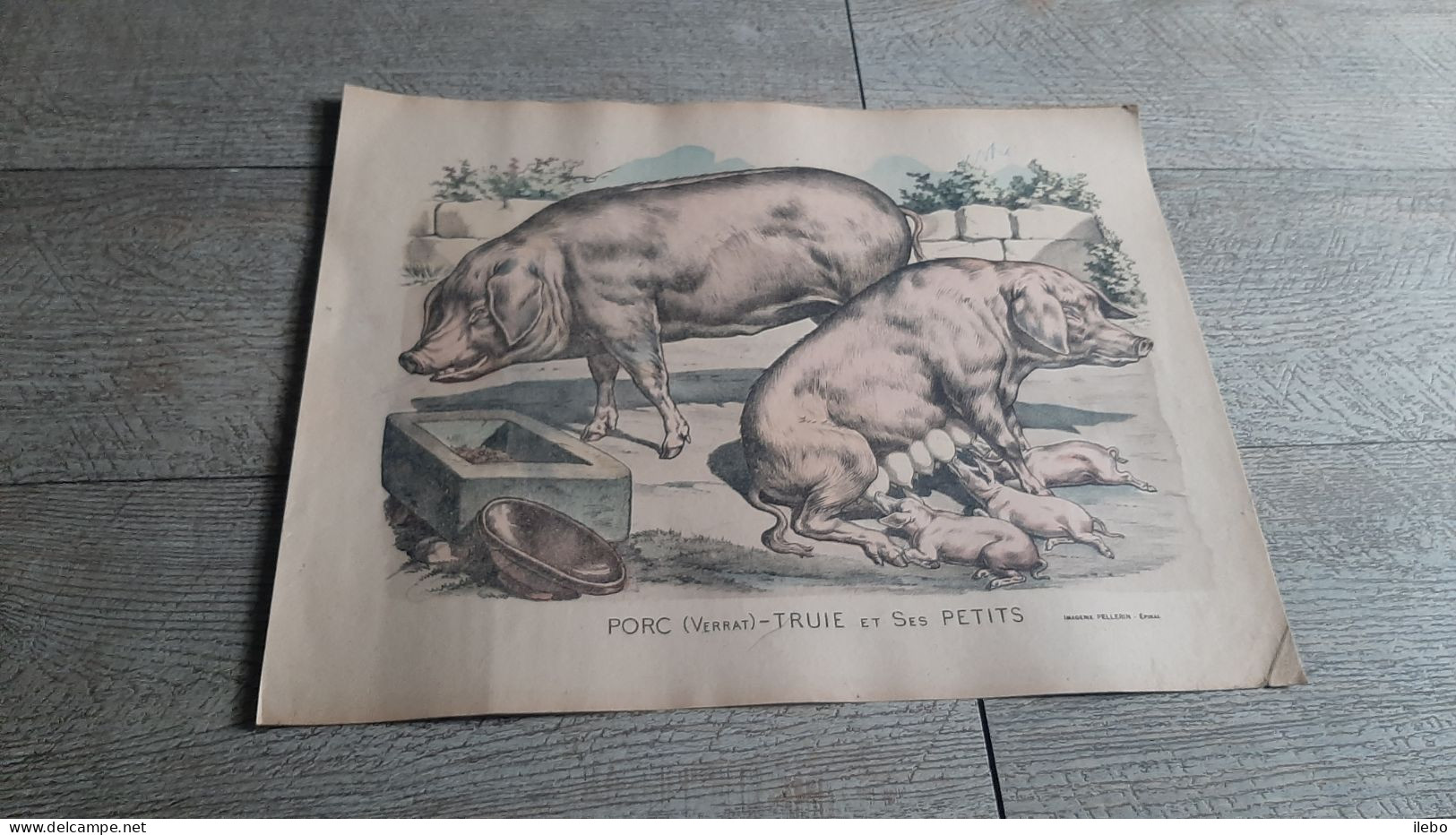 Ancien Image Planche épinal Porc Verrat Truie Et Ses Petits - Caccia/Pesca