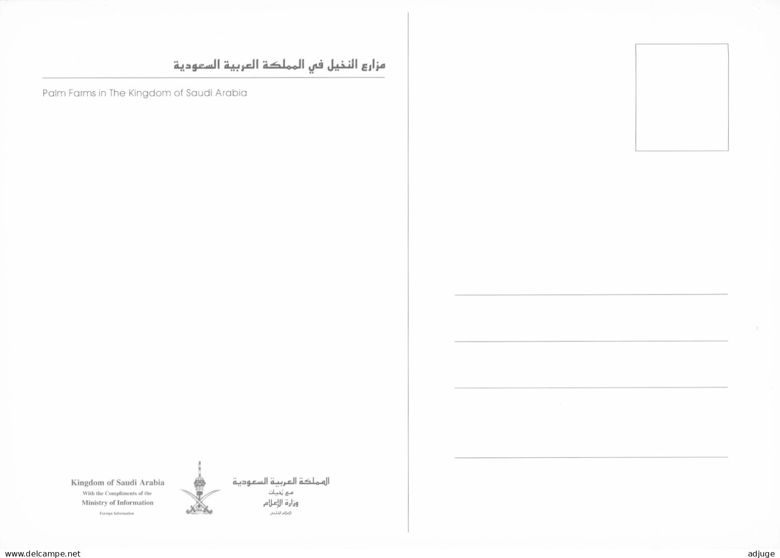 CPM- Arabie Saoudite -Palm Farms_ Format 17x12cm - SUP *2 Scans - Arabie Saoudite