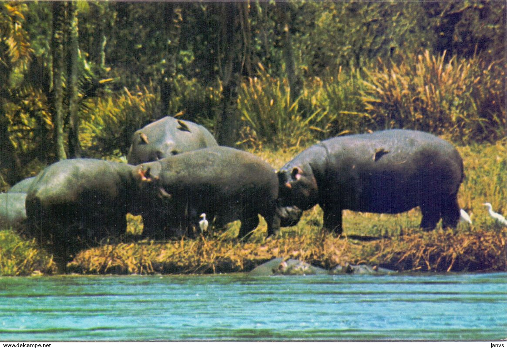 CP - Parc De L'Akagera - Rwanda - Nijlpaarden - Hippopotan - Hippopotamuses