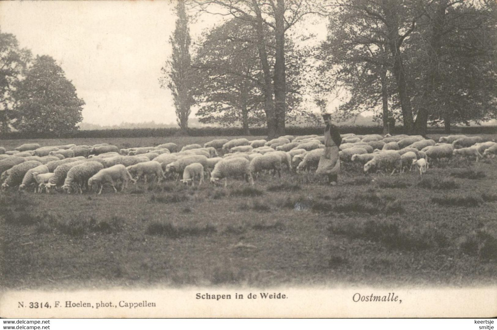 MALLE OOSTMALLE 1907 SCHAAPHERDER MET SCHAPEN IN DE WEIDE - MOOIE ANIMATIE - HOELEN KAPELLEN 3314 - Malle