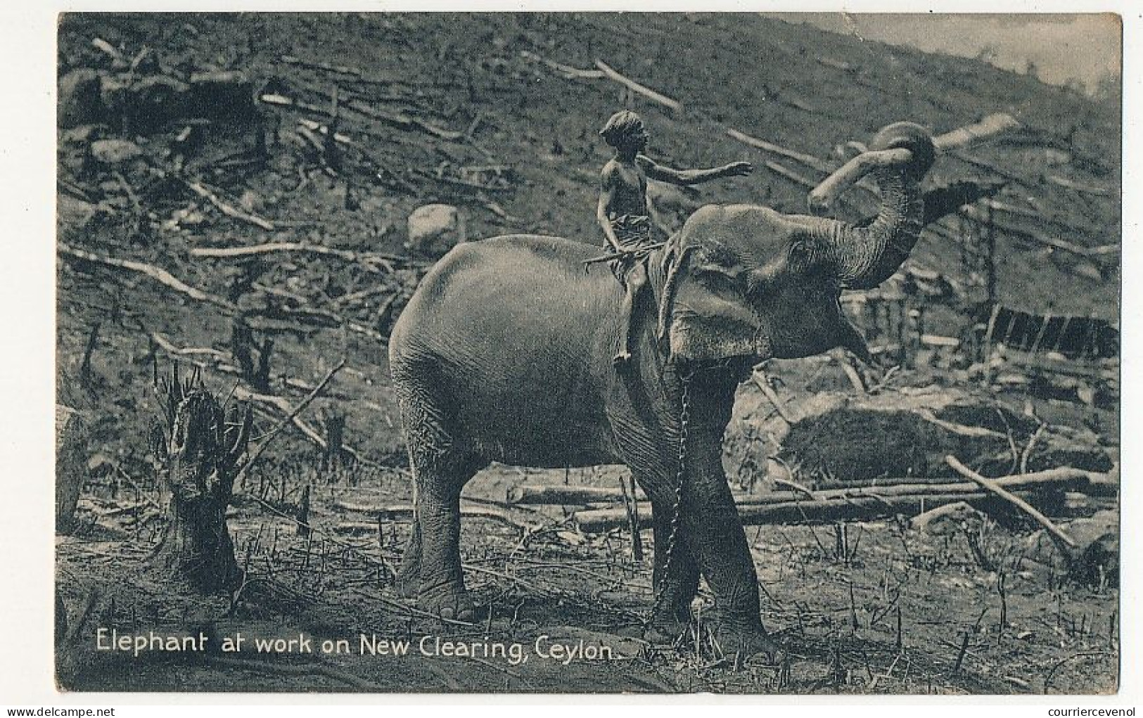 CPA - CEYLAN - Elephant Au Travail - Elephant At Work On New Clearing, Ceylon - Sri Lanka (Ceylon)