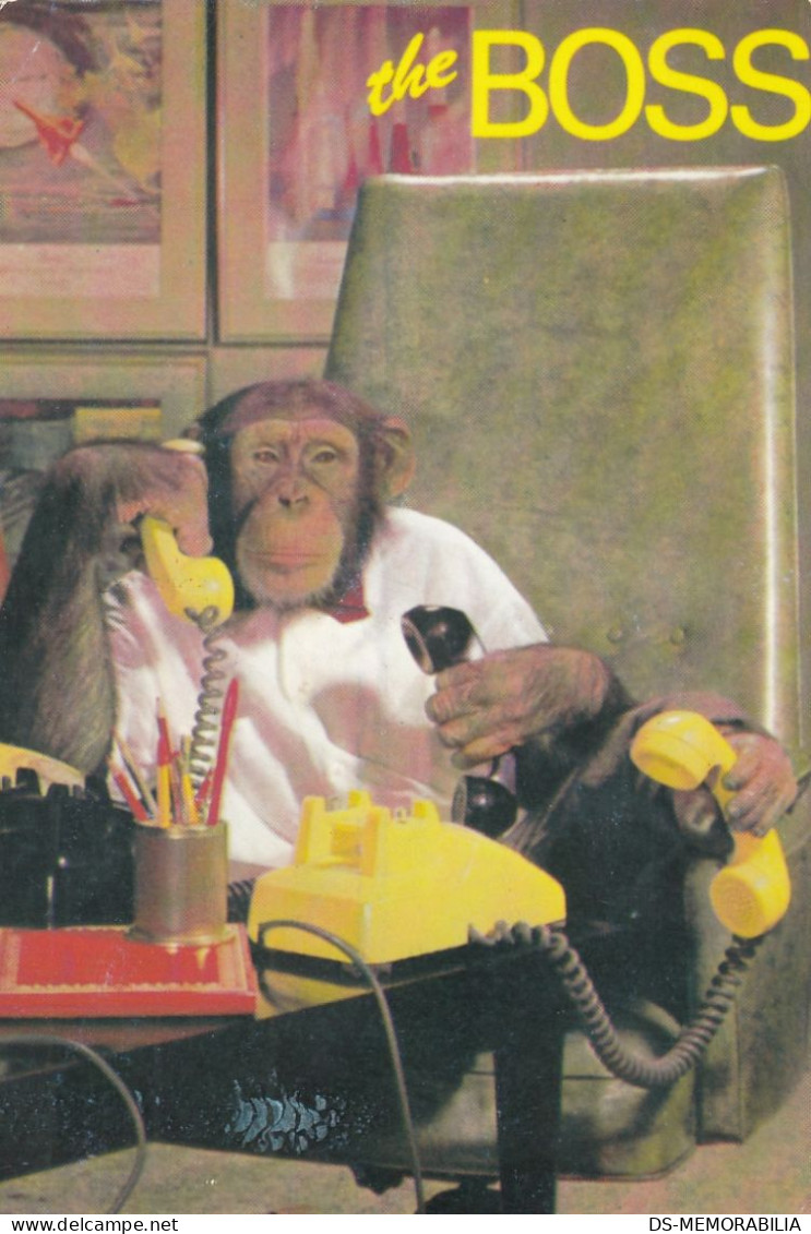 Chimp Monkey W Telephone - Singes