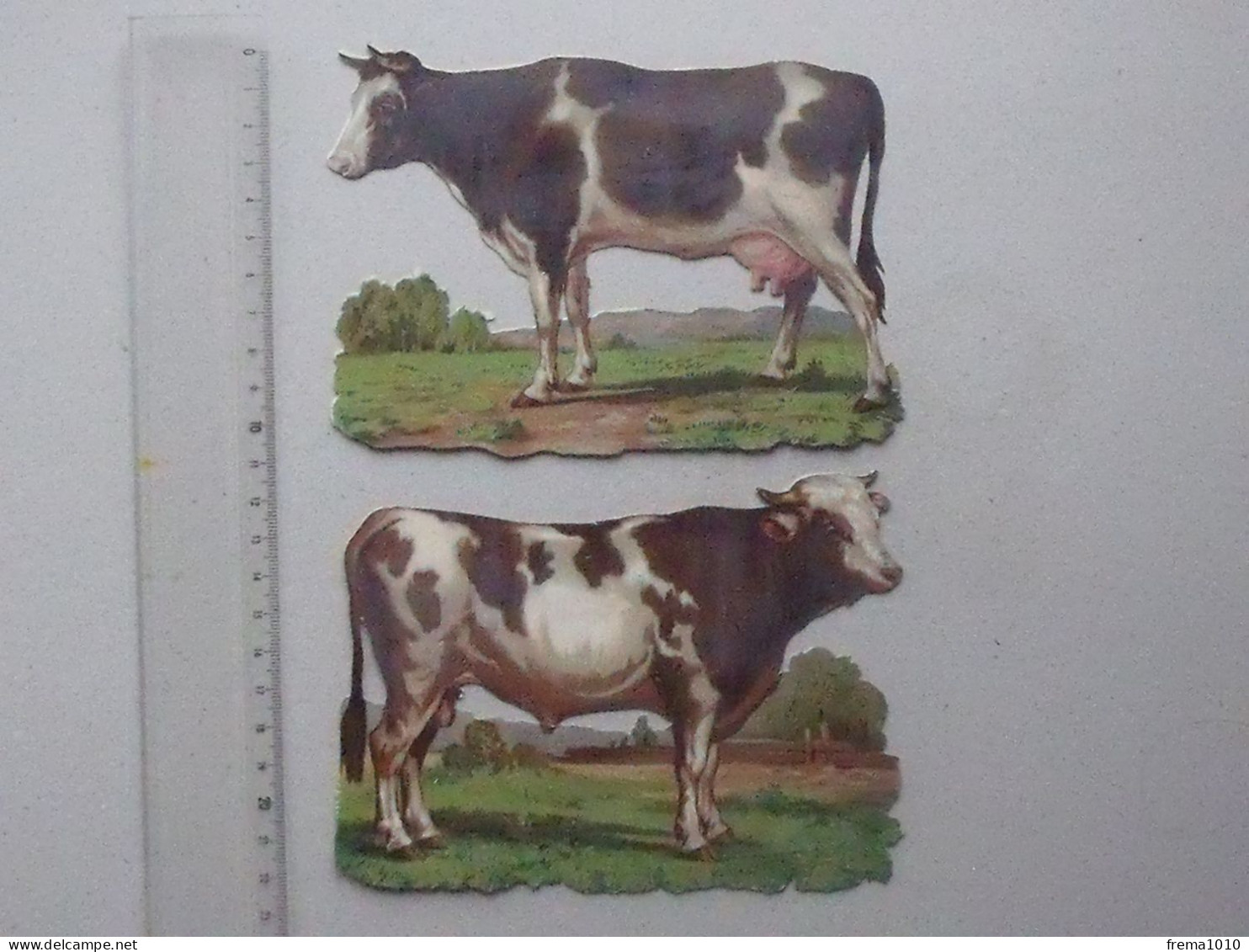 CHROMO DECOUPIS Grand Format: La VACHE Et Le TAUREAU Race Bovine Lot 2 Différents Même Thème - Animaux De La Ferme - Animales