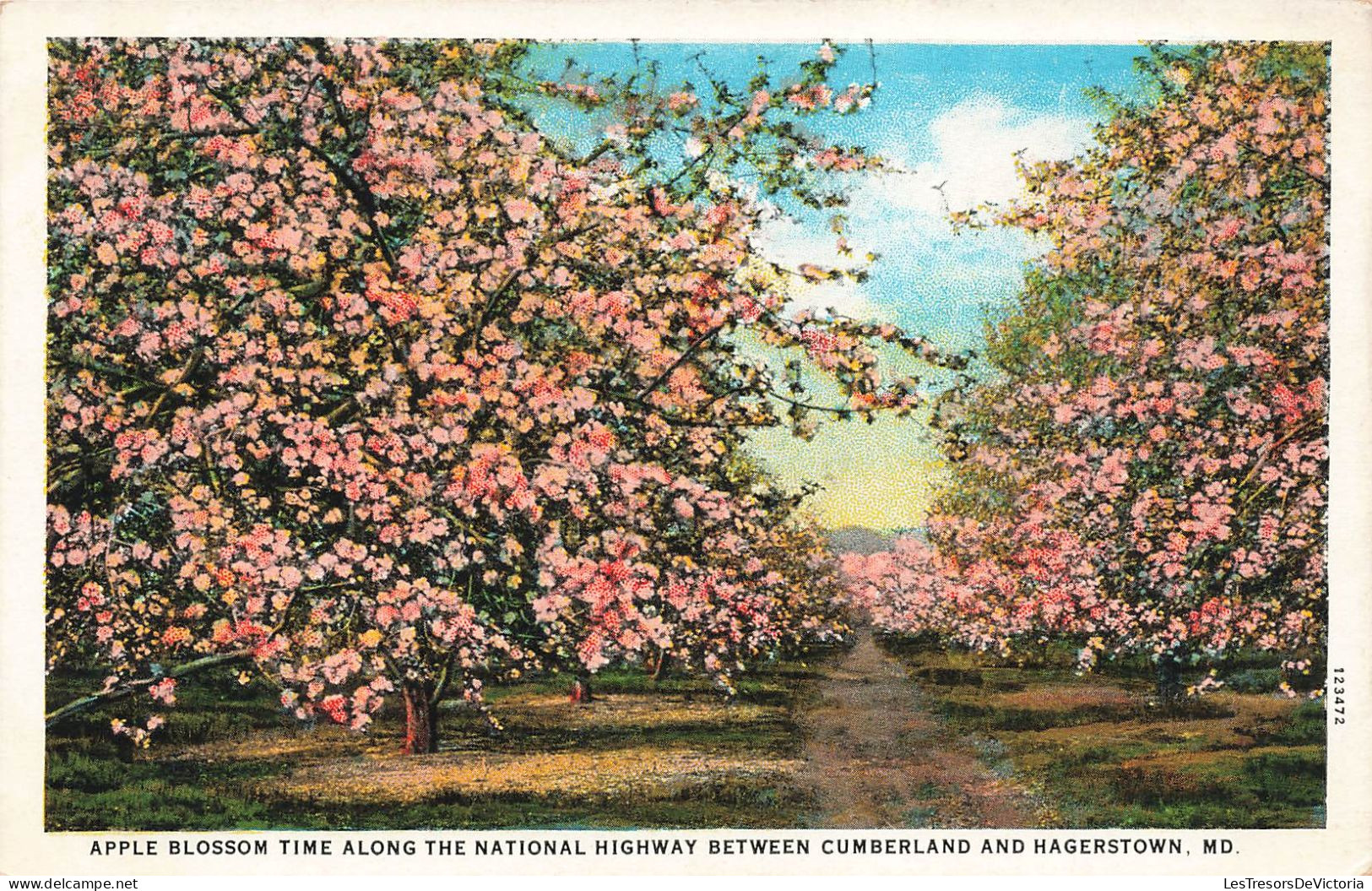 ETATS-UNIS - Apple Blossom Time The National Highway Between Cumberland And Hagerstown - Colorisé - Carte Postale - Hagerstown