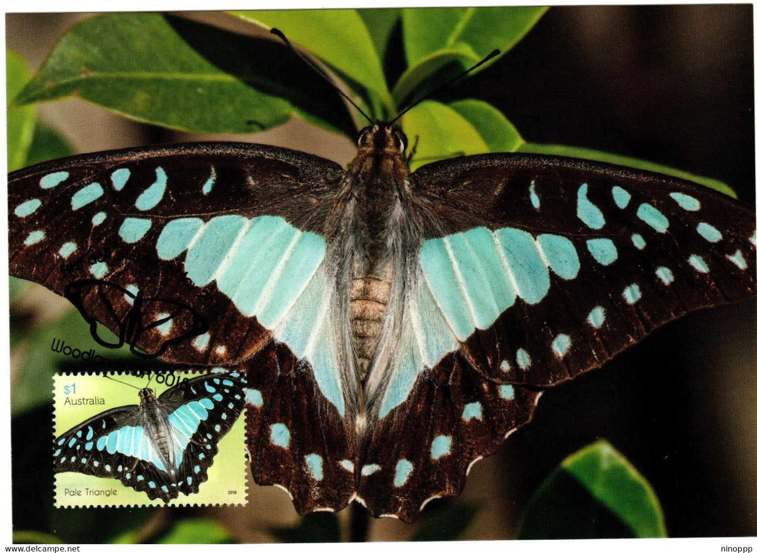 Australia 2016  Butterfly,Pale Triangle ,maximum Card - Maximumkaarten