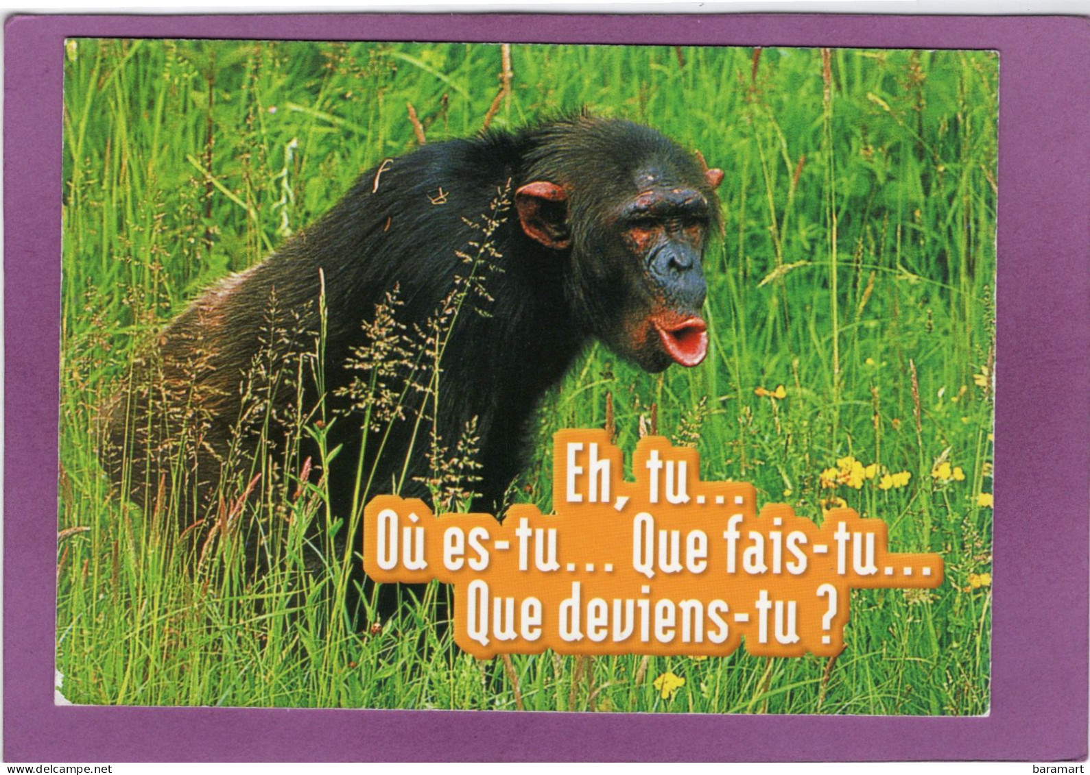 Humour Animaux Humoristiques  Singe  " Eh, Tu ... Où Est Tu ... Que Fais Tu ... Que Deviens Tu ? - Singes