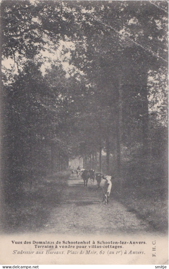 SCHOTEN SCHOOTENHOF 1926  WERVINGSKAART BOUWGROND TE KOOP - KOEIEN - HOELEN KAPELLEN ONGENUMMERD - Schoten