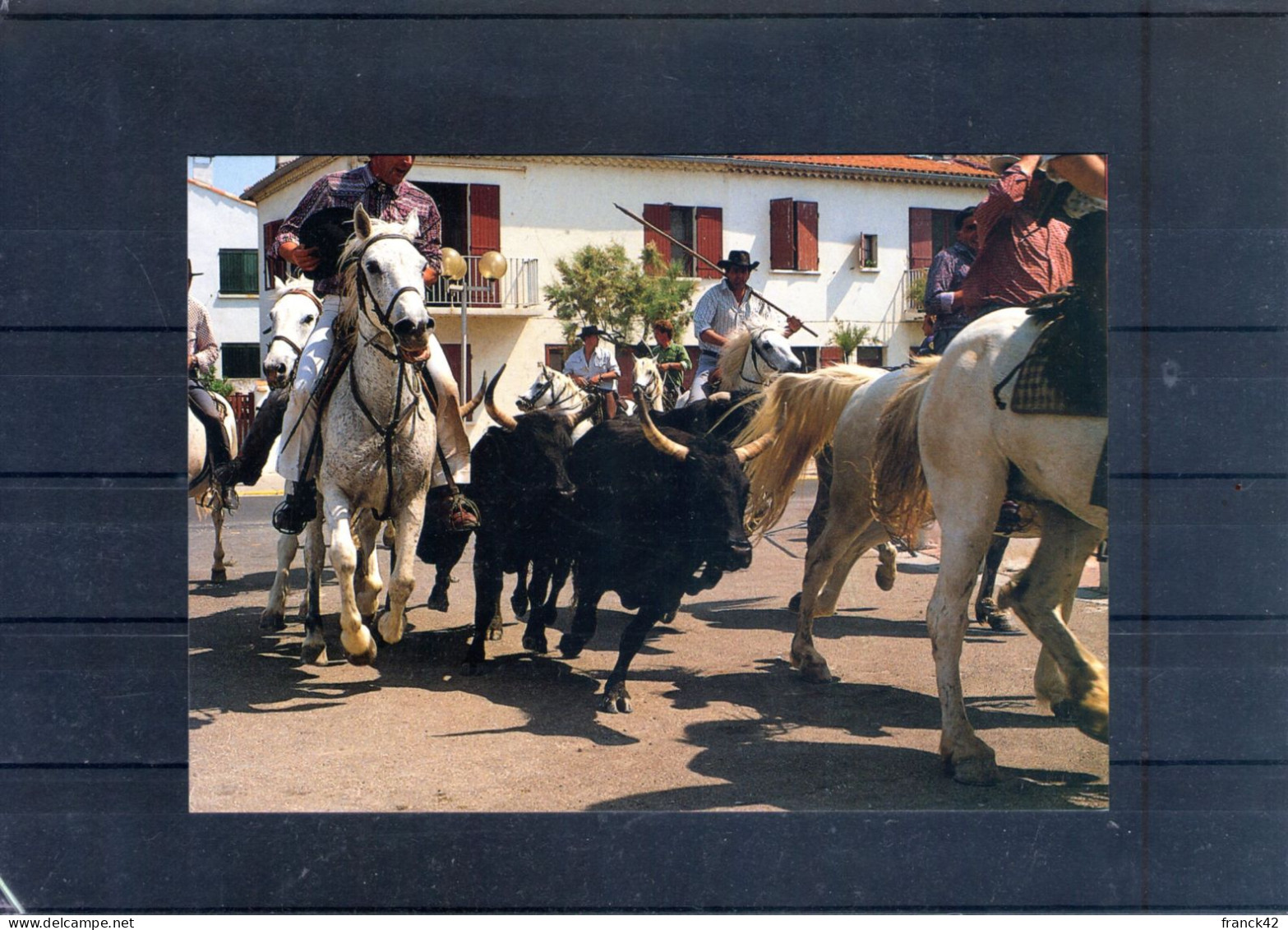 Camargue. Une Abrivado. Carte Moderne - Tauri