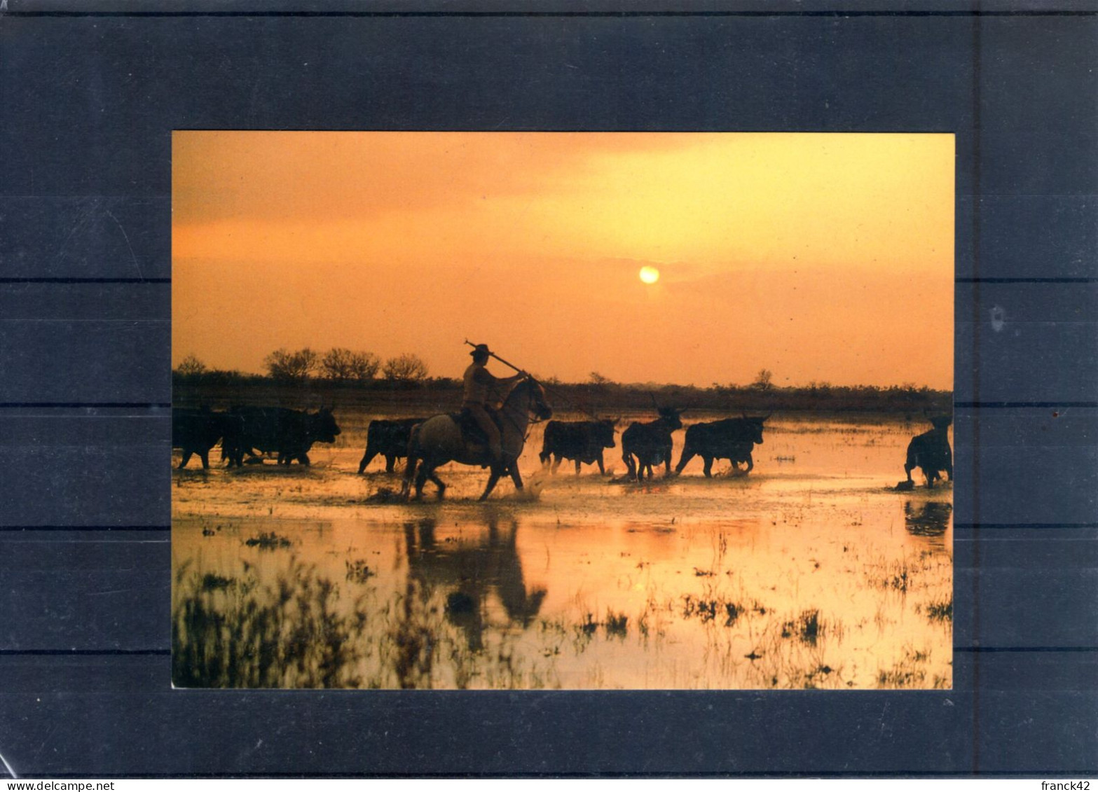 Camargue. Manade De Taureaux Au Couchant. Carte Moderne - Tauri