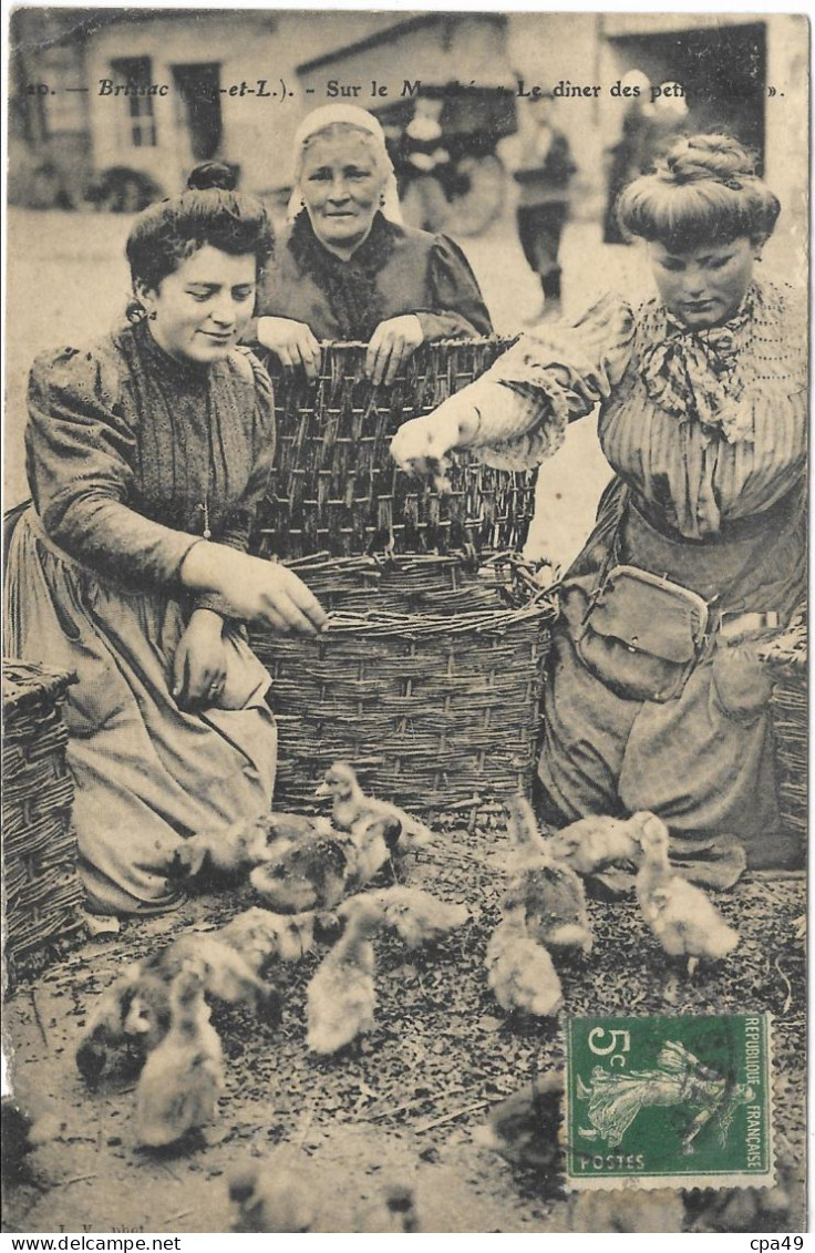 49    BRISSAC  SUR  LE  MARCHE  LE  DINER  DES  PETITS  CANARDS - Otros & Sin Clasificación