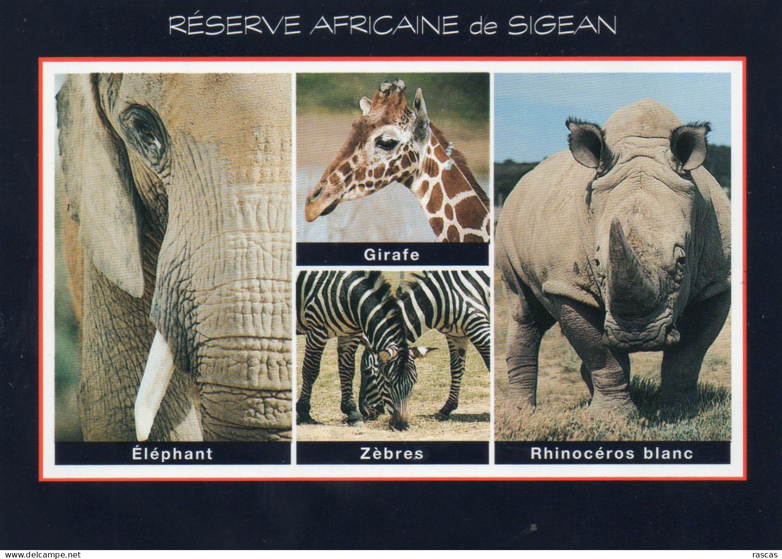 CPM - F - AUDE - SIGEAN - RESERVE AFRICAINE - ELEPHANT - ZEBRES - GIRAFE - RHINOCEROS BLANC - Sigean