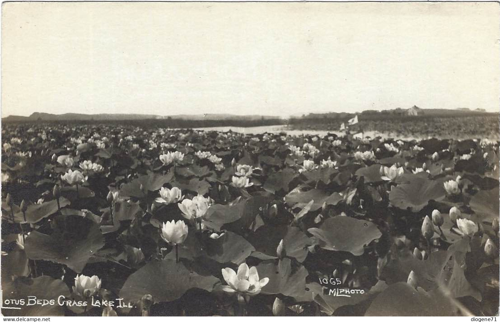 Lotus Beds Grass Lake Ill. Genuine Photo Postcard Animation - Other & Unclassified