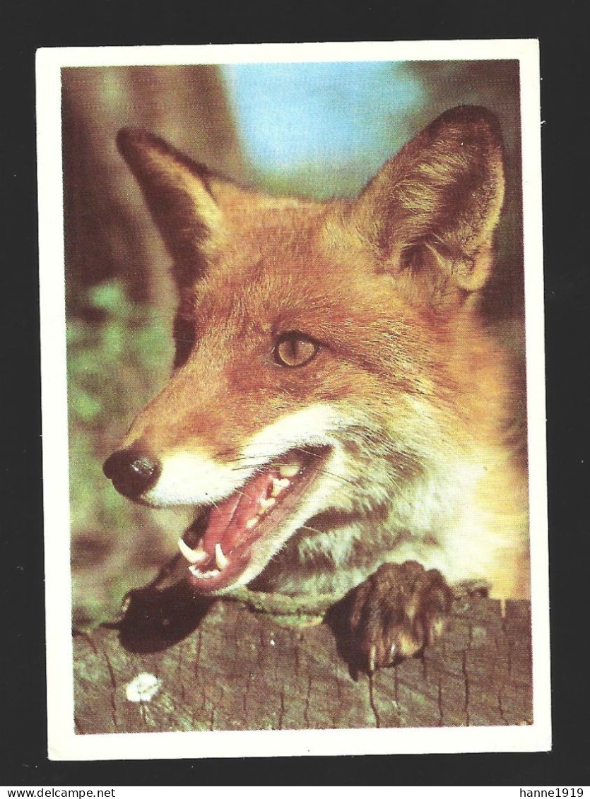 Mockba Calendrier Fox Vos 1990 Kalender Calendar Htje - Petit Format : 1981-90