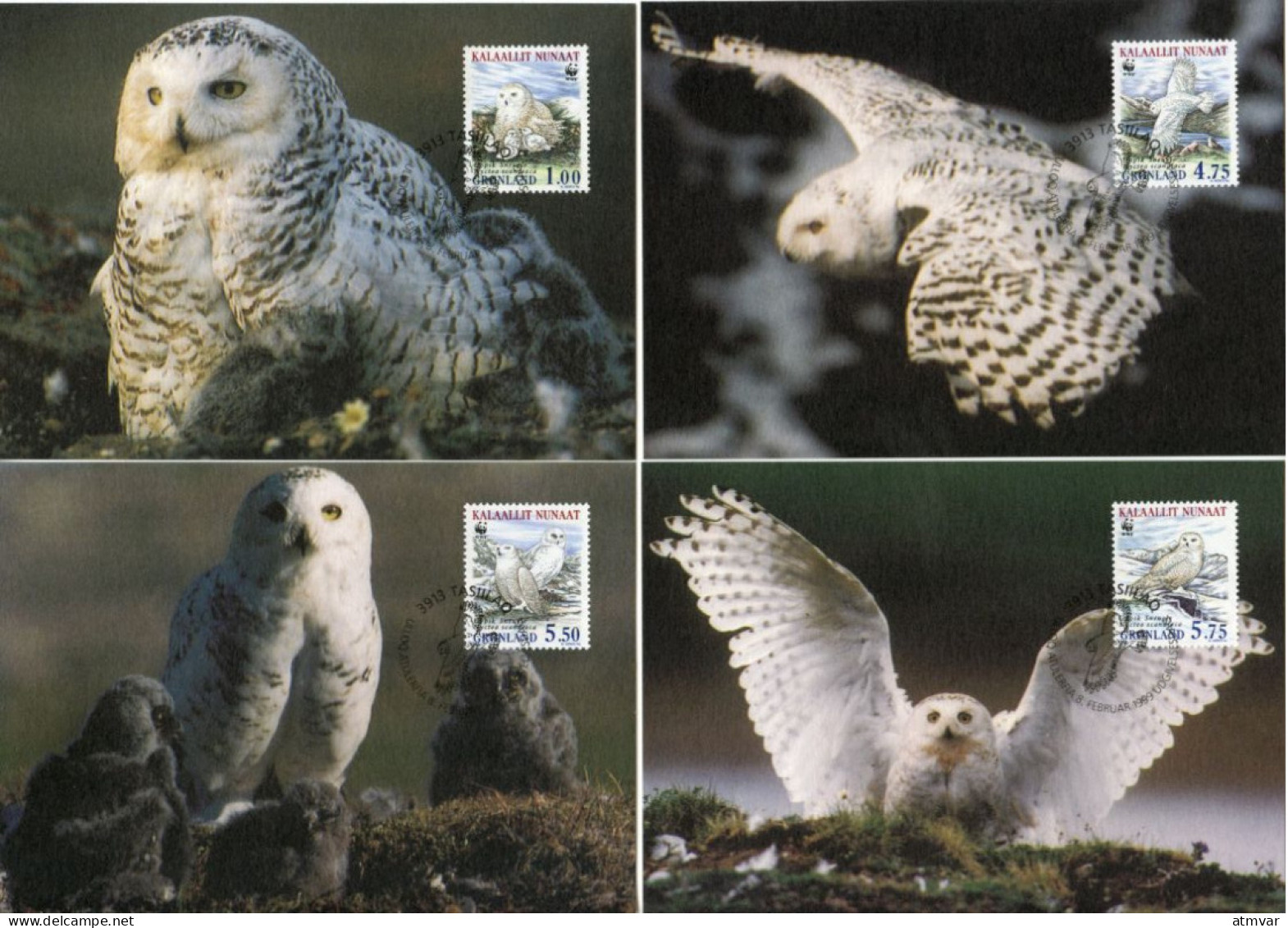 GREENLAND (1999) Carte S Maximum Card S - Snowy Owl, Schnee-Eule, Sneugle, Uppik, Nyctea Scandiaca, Harfang Des Neiges - Cartas Máxima