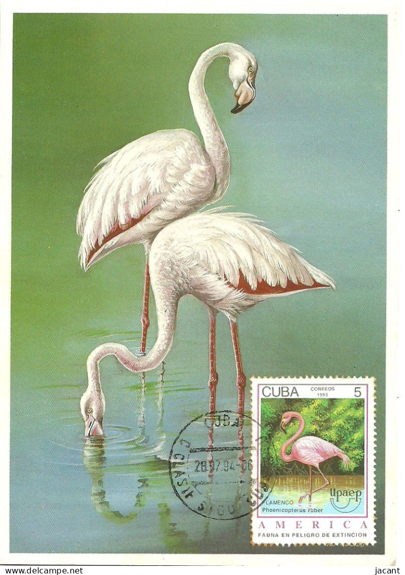 Carte Maximum - Oiseaux - Cuba - Flamingo - Flamant Rouge - Phoenicopterus Ruber - Maximum Cards