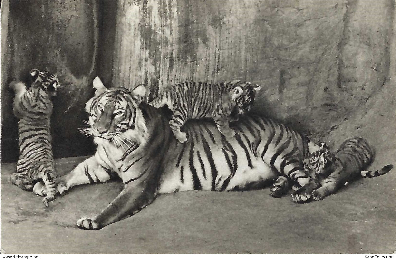 Tigerweibchen Und Junge, Gelaufen 1946 - Tijgers