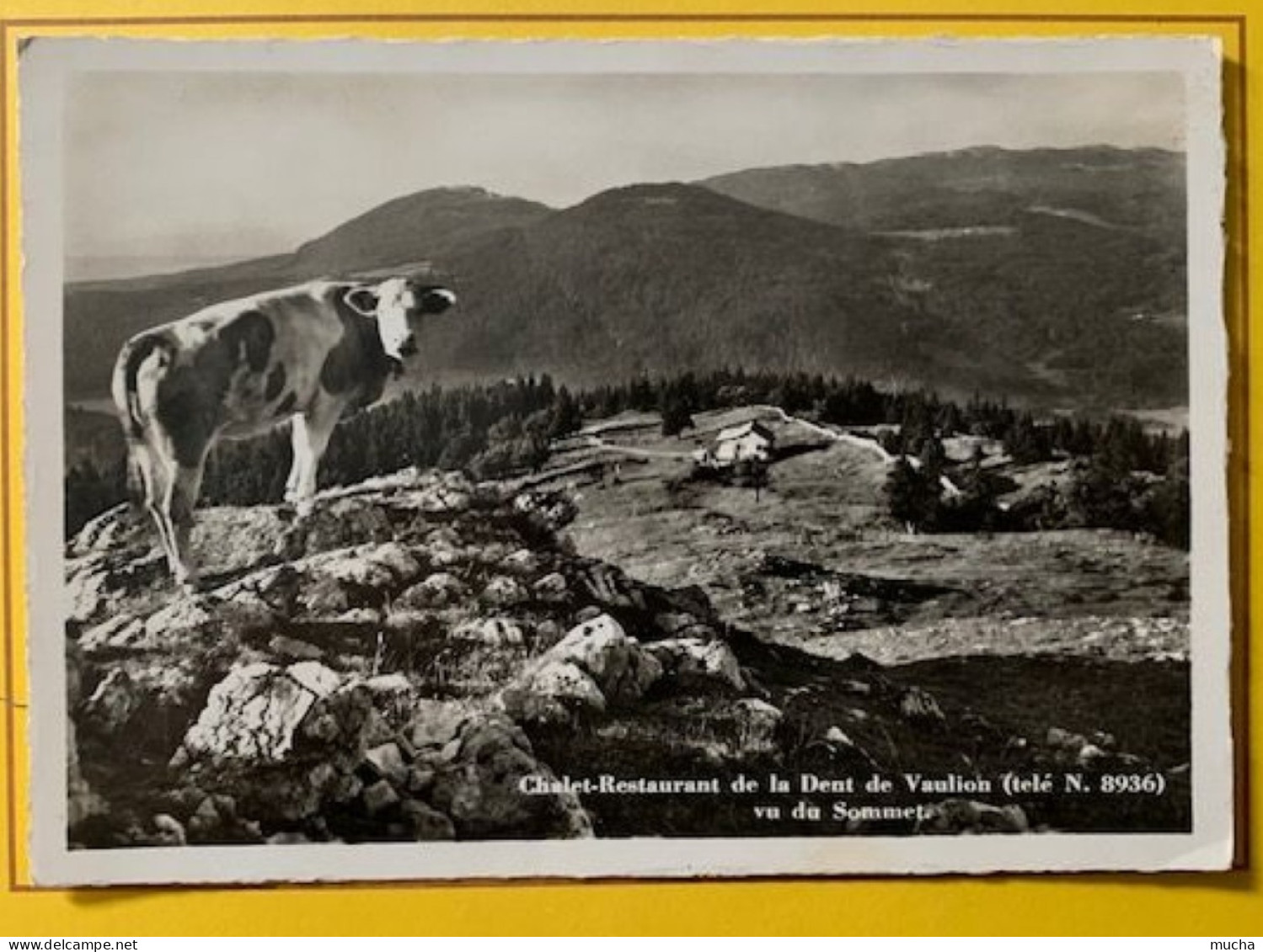 19630 -  Chalet Restaurant De La Dent De Vaulion Vu Du Sommet Une Vache  Le Pont 4.07.1939 - Vaulion