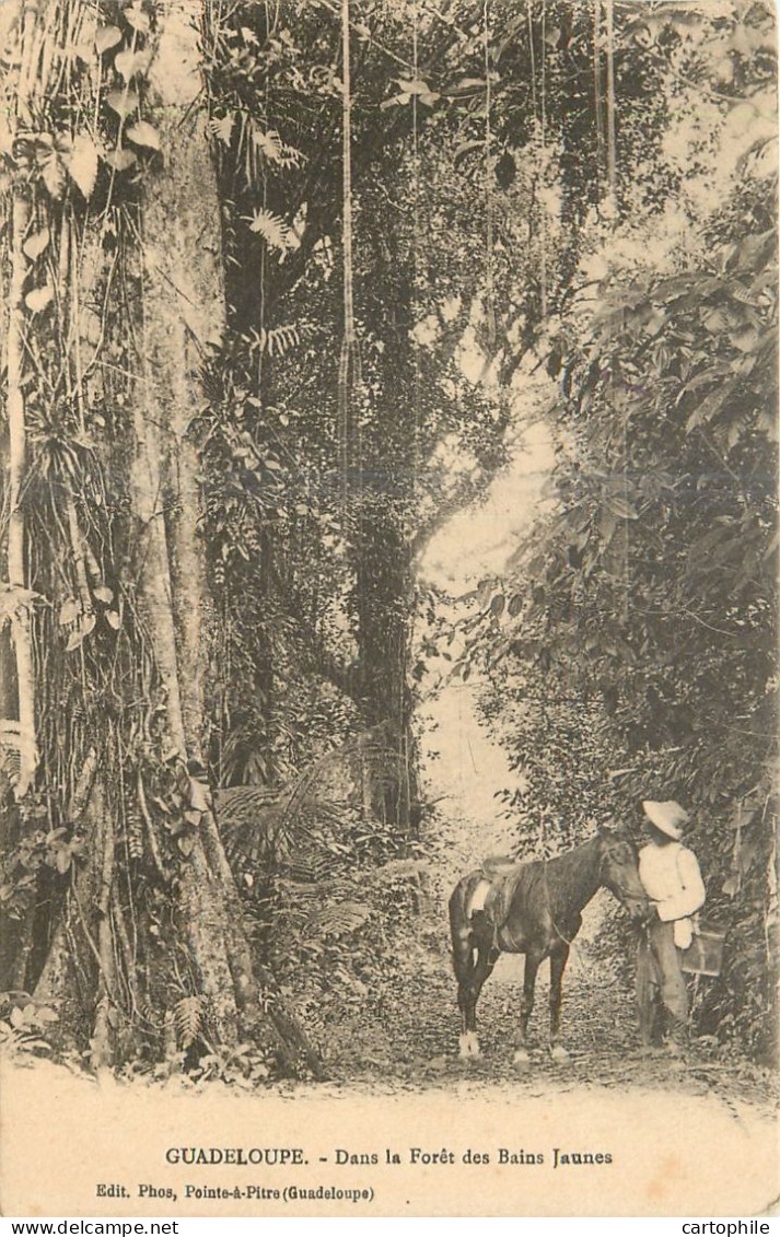 Guadeloupe - Foret Des Bains Jaunes - Pointe A Pitre