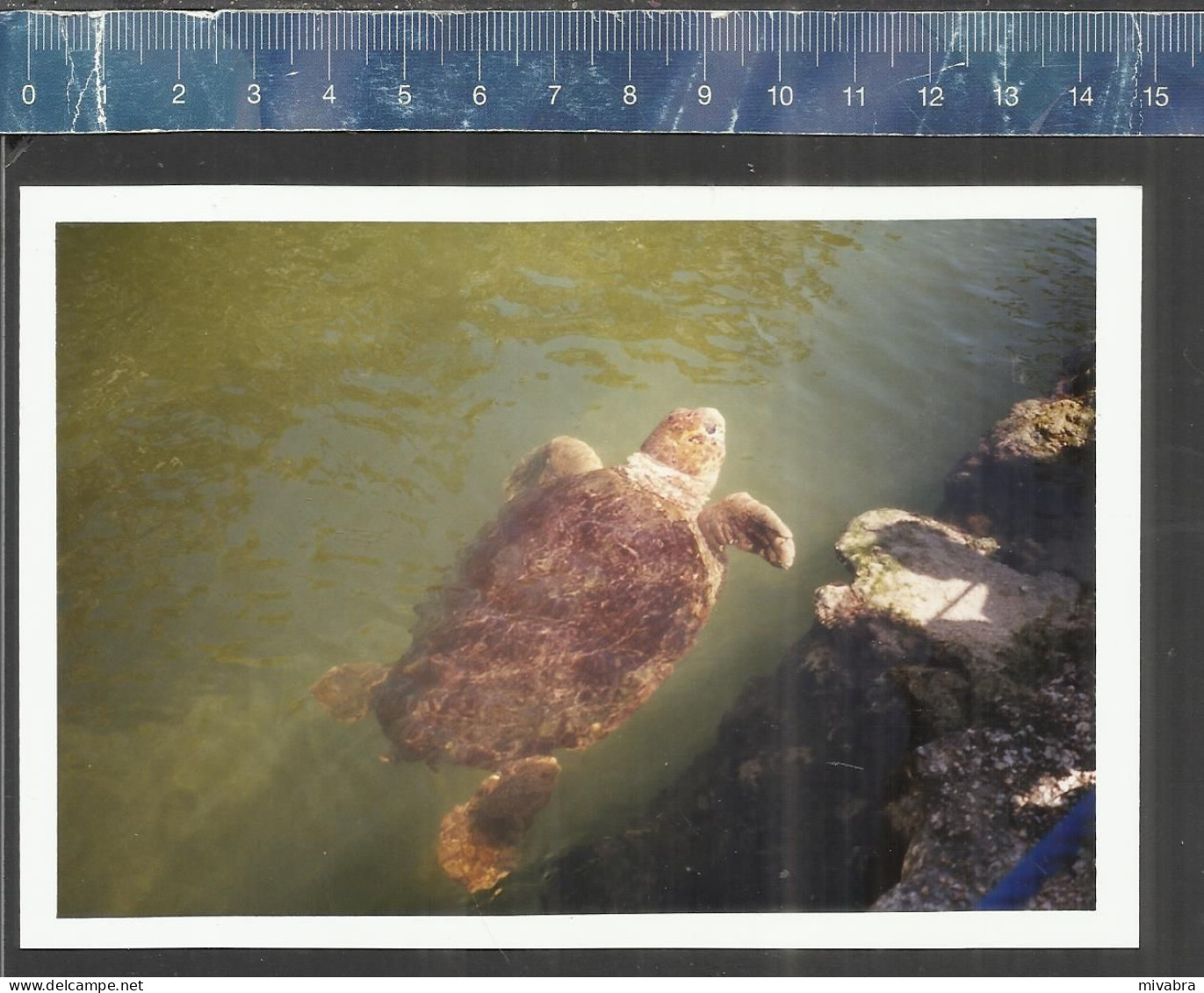 TURTLE (TORTUE SCHILDPAD SCHILDKRÖTE) - ORIGINAL COLOR PHOTO FORMAT 15 X 10 Cm. - Tortues