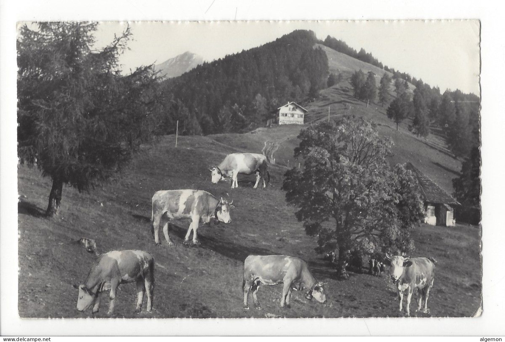 31860 - Aeschi-Alimend Oben Ski-u.Ferienhaus Vaches 1954 - Aeschi Bei Spiez
