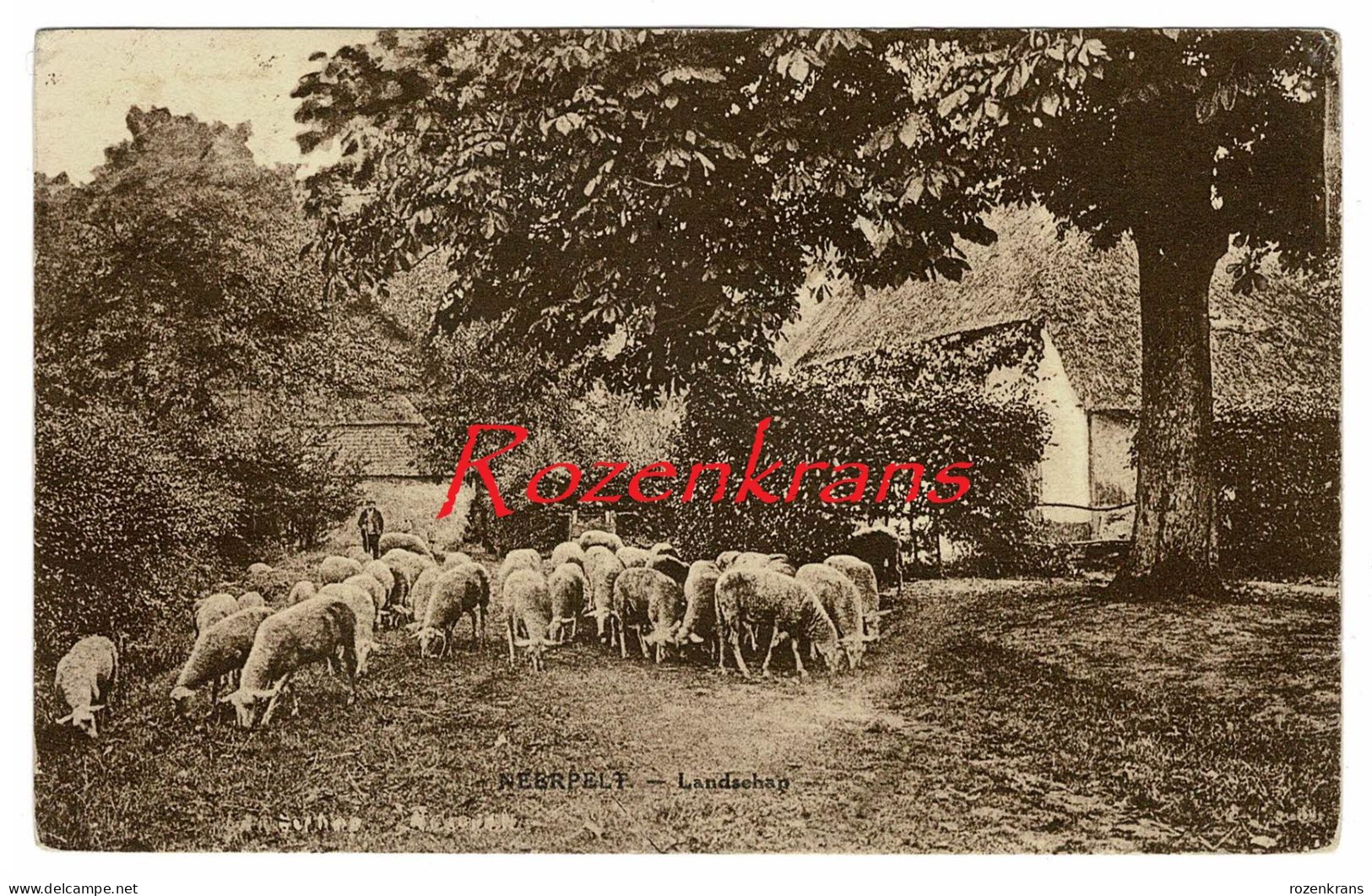 Neerpelt Landschap Met Schapen Mouton Sheep Berger Schaapsherder Herder - Neerpelt