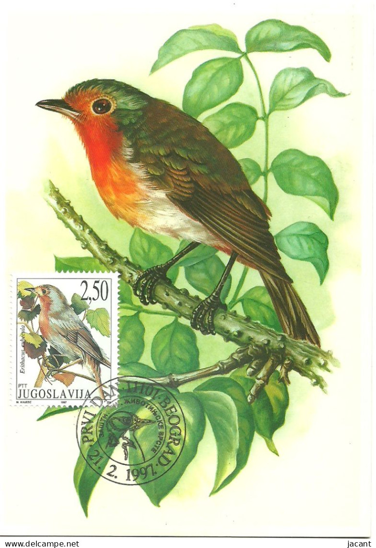 Carte Maximum - Oiseaux - Yougoslavie - Pisco Peito Ruivo - Rouge-gorge Familier - European Robin - Erithacus Rubecula - Maximumkaarten