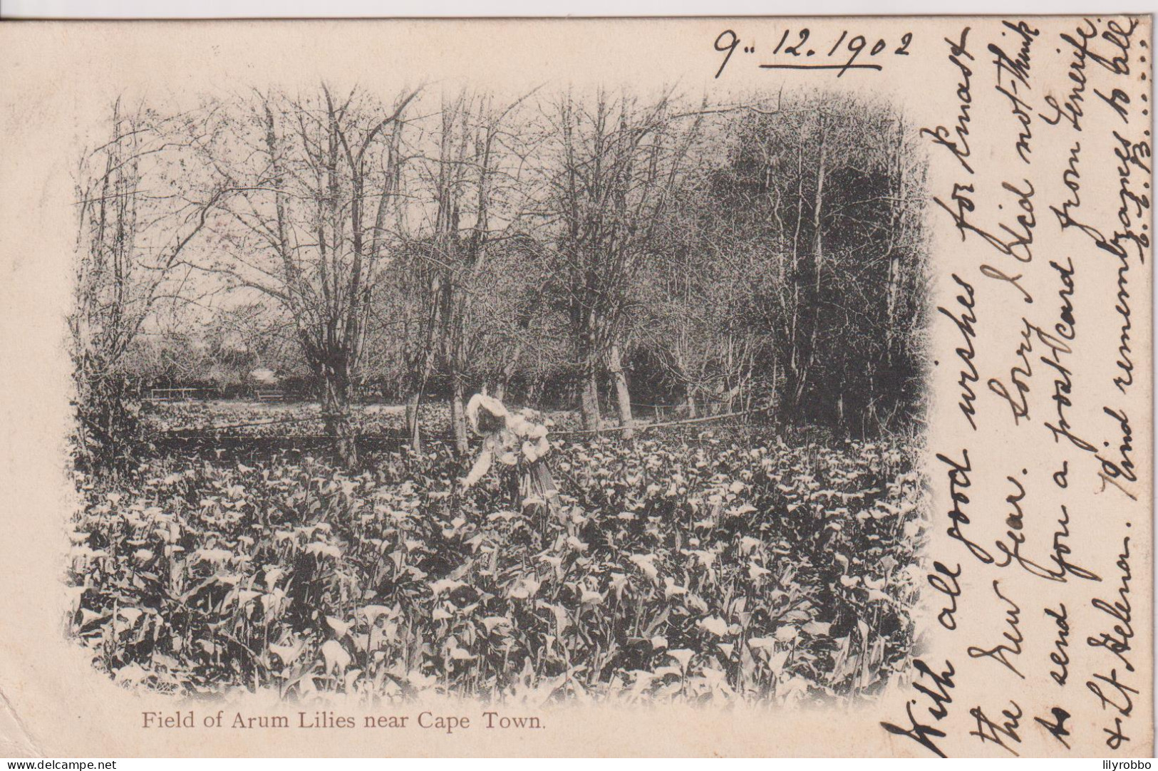 SOUTH AFRICA - Field Of Arum Lilies Near Cape Town 1902 Vignette - Undivided Rear - Afrique Du Sud