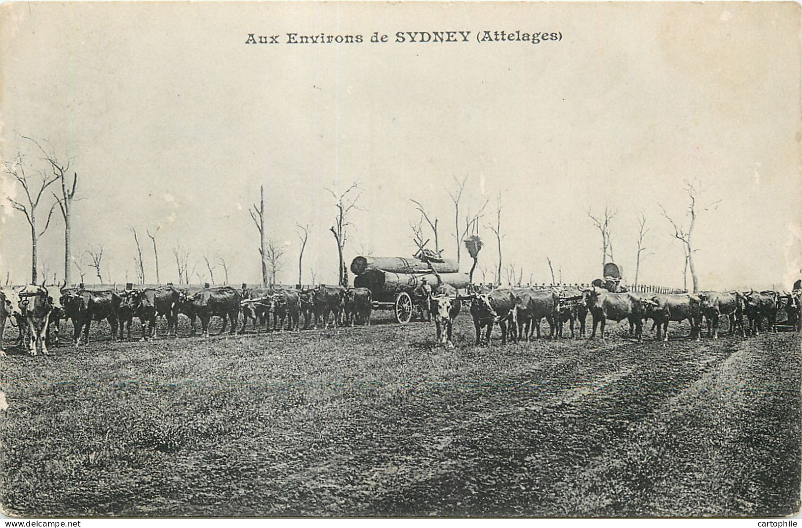 Australia - Environs De Sydney - Attelages De Boeufs Transportant Du Bois (troncs D'arbre) - Sydney