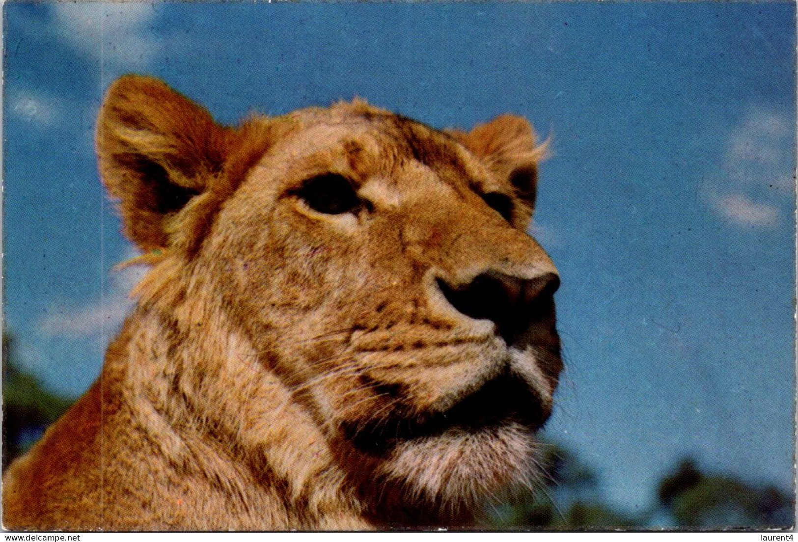 20-11-2023 (2 V 46) Australia - NSW - African Lion Safari At Warragamba Dam - Lions